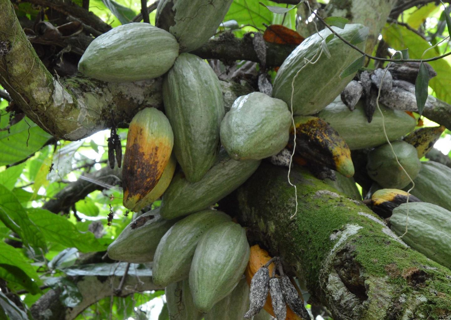 Scientists Use CRISPR to Improve Cacao Trees, Key to Chocolate Drug