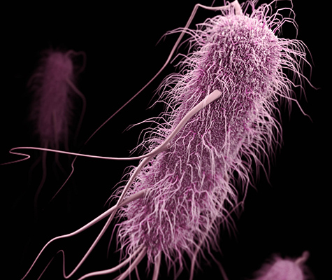 Bacteria that cause many hospital-associated infections are ready to quickly share genes that allow them to resist powerful antibiotics. The illustration, based on electron micrographs and created by the Centers for Disease Control and Prevention, shows one of these antibiotic-resistant bacteria. (CDC/James Archer)
