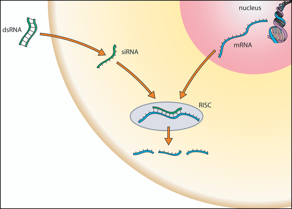 RNAi is a recently described naturally occurring process in which small RNA molecules activate a cellular process that results in the destruction of a specific mRNA. Credit: Robinson R, Wikimedia