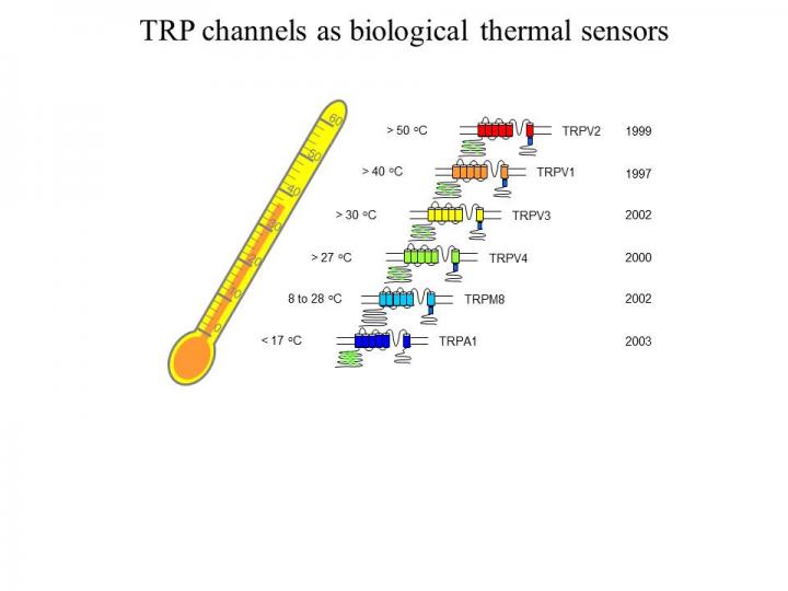 People sense ambient temperature changes with "heat sensors" located at the sensory nerve terminals under the skin. TPRV1, also known as the capsaicin receptor, is the body's primary sensor for pain and temperatures above 104 degrees F (40 degrees C). (Image: Courtesy of J. Zheng lab)