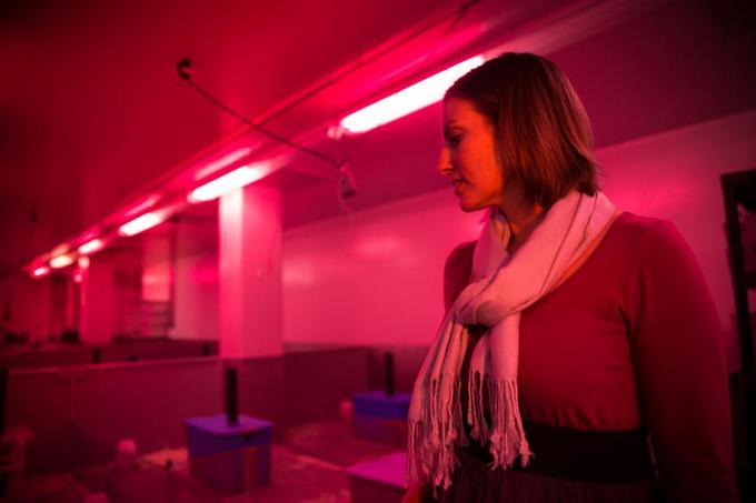 A University of Utah test detects hidden toxic effects by subjecting mice to competition for resources. University of Utah biologist Shannon M. Gaukler, lead study author, stands in front of the test enclosure, illuminated in red light that mice perceive as nightfall. Credit: Andy Brimhall / University of Utah