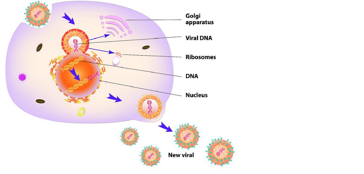 Viral replication: The virion enters the cell and begins the process of replication. cGAS detects the viral DNA and creates cGAMP. As the virus buds and breaks away from the cell, cGAMP is incorporated within the envelope of the new virion. The virion infects a further cell and in doing so releases the cGAMP which triggers that cell's immune response. (Credit: designua via Shutterstock)