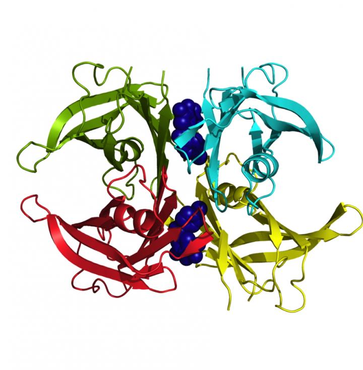 Three-dimensional structure of the TTR mutation that causes familial amyloid cardiomyopathy bound to two tolcapone molecules that stabilize it and prevent it from aggregating.  Credit: UAB