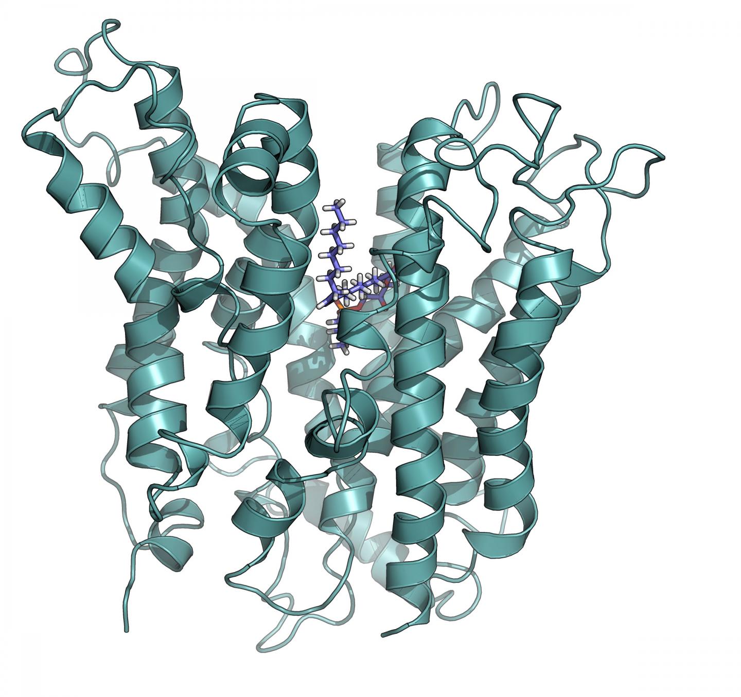 This image shows the structural model of critical transporter, Mfsd2a. Source: Duke-NUS Medical School