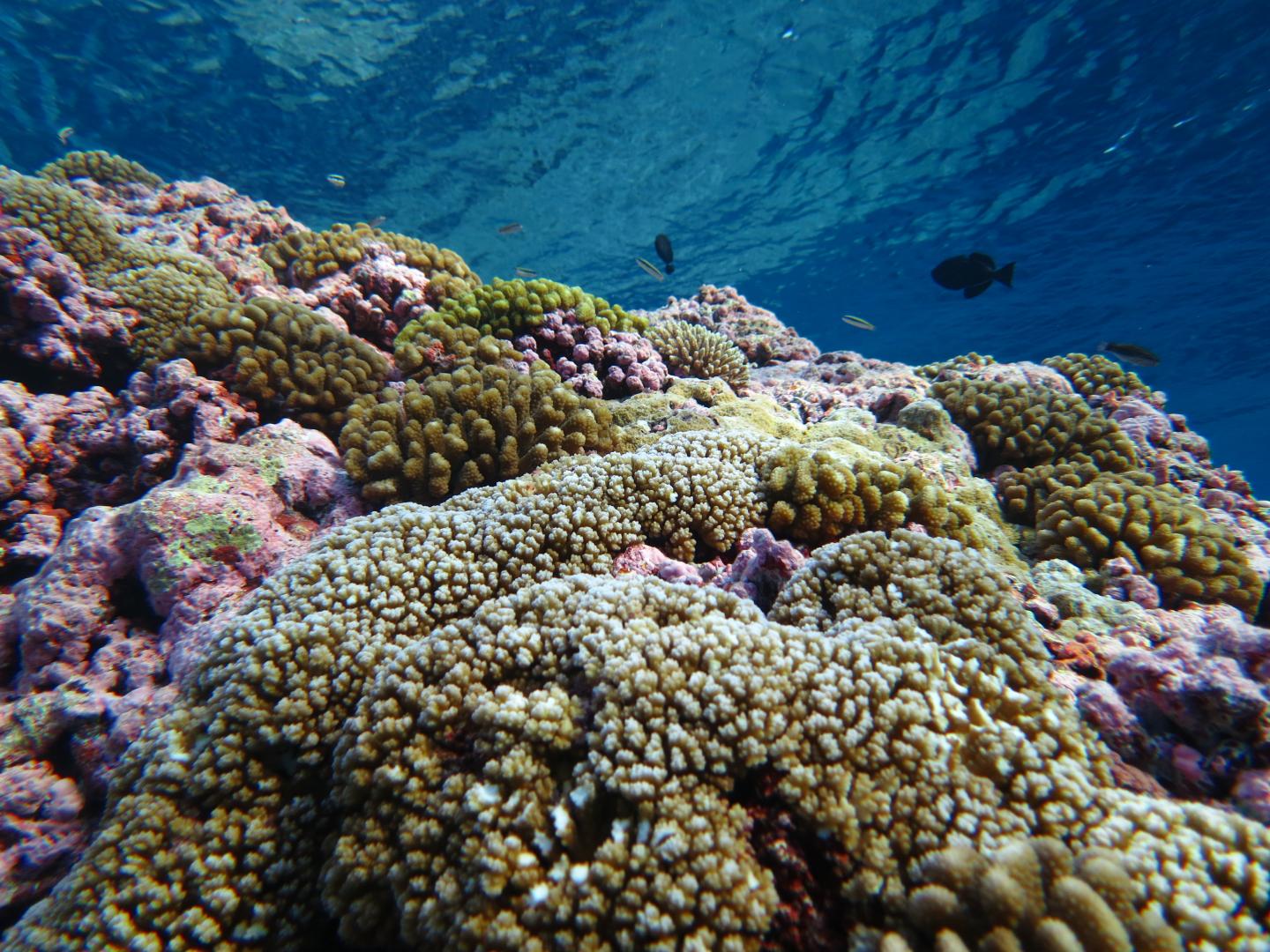 Sorting the Myriad Medicinal Molecules of Coral Reefs Drug Discovery