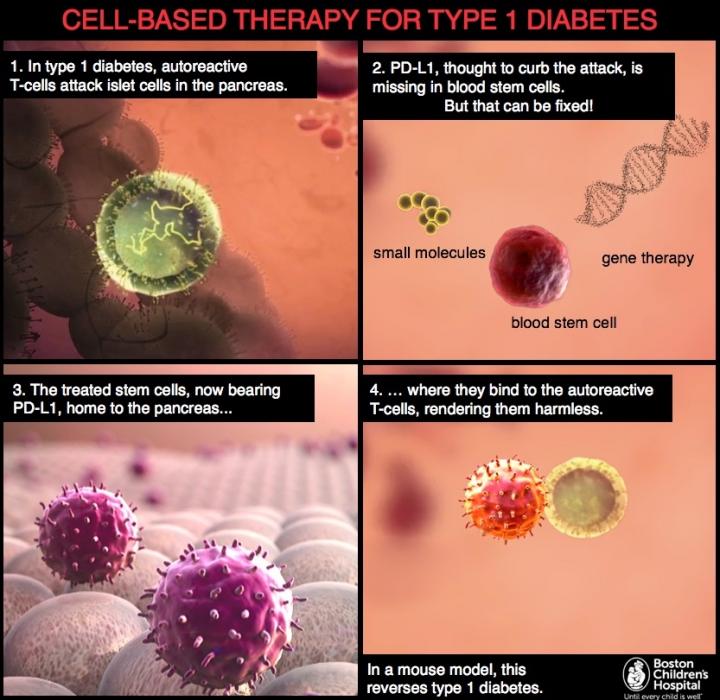 Possible Cell-Based Therapy for Type 1 Diabetes - Drug Discovery and ...