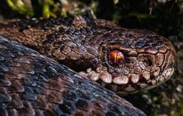 Boston Scientific snake antivenom rattlesnake