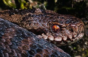 Boston Scientific snake antivenom rattlesnake