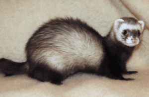 Ferret
