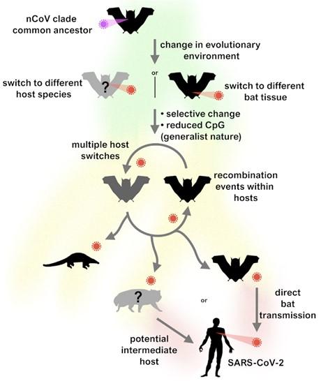 Bat evolution