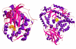 Biomarker