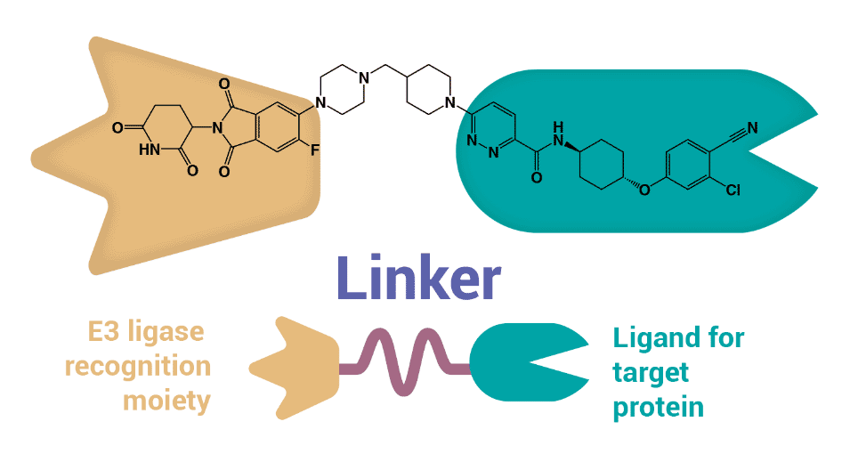 E3 ligase