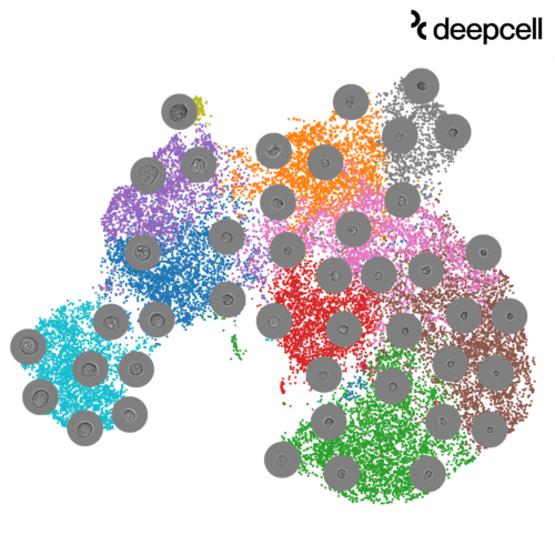 Earlier this year, Deepcell released data sets to enable researchers to explore high-dimensional morphology data.