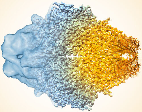 Composite image of beta-galactosidase