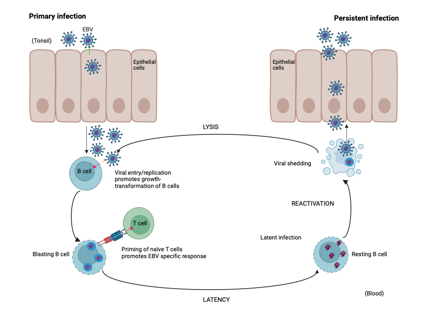 Replication Cycle of EBV