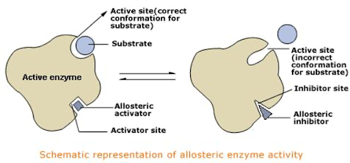 Representation of positive allosteric modulators (PAMs) and negative allosteric modulators (NAMs) demonstrating their effects on the endogenous substrate's binding ability through allosteric activation or inhibition.