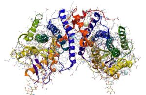 D model of Rhodopsin protein, highlighting molecular complexity. 