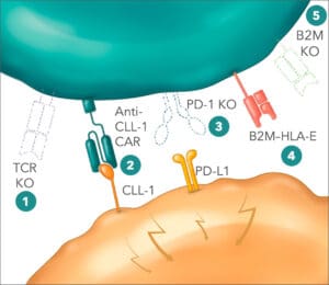 The allogeneic CAR-T cell therapy candidate CB-012 targets CLL-1-positive acute myeloid leukemia cells. 