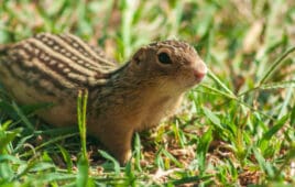 squirrel in the grass