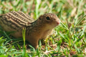 squirrel in the grass