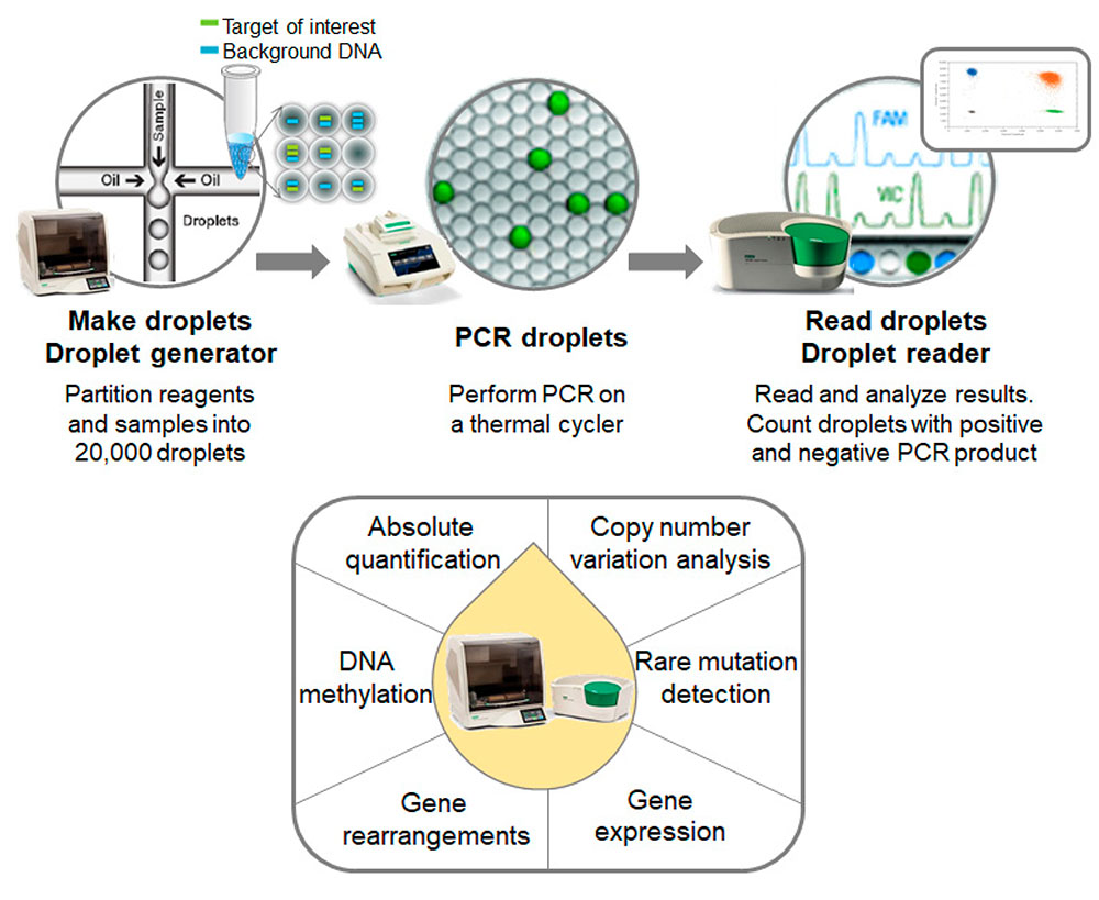 Figure 2. Overview of ctDNA screening process using ddPCR. Adopted from Huerta et al. 2021, under a CC BY 4.0.