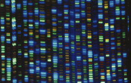 A display of DNA sequencing output from an automated ABI 373 sequencer. [National Human Genome Research Institute (NHGRI)]