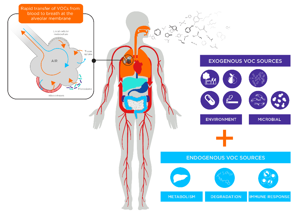 Figure 1aFigure 1: Schematic diagram of the mouse breath collection system and its applications. (A) EVOC probe workflow for drug discovery and (B) experimental design for linking breath VOCs to gut microbiota.