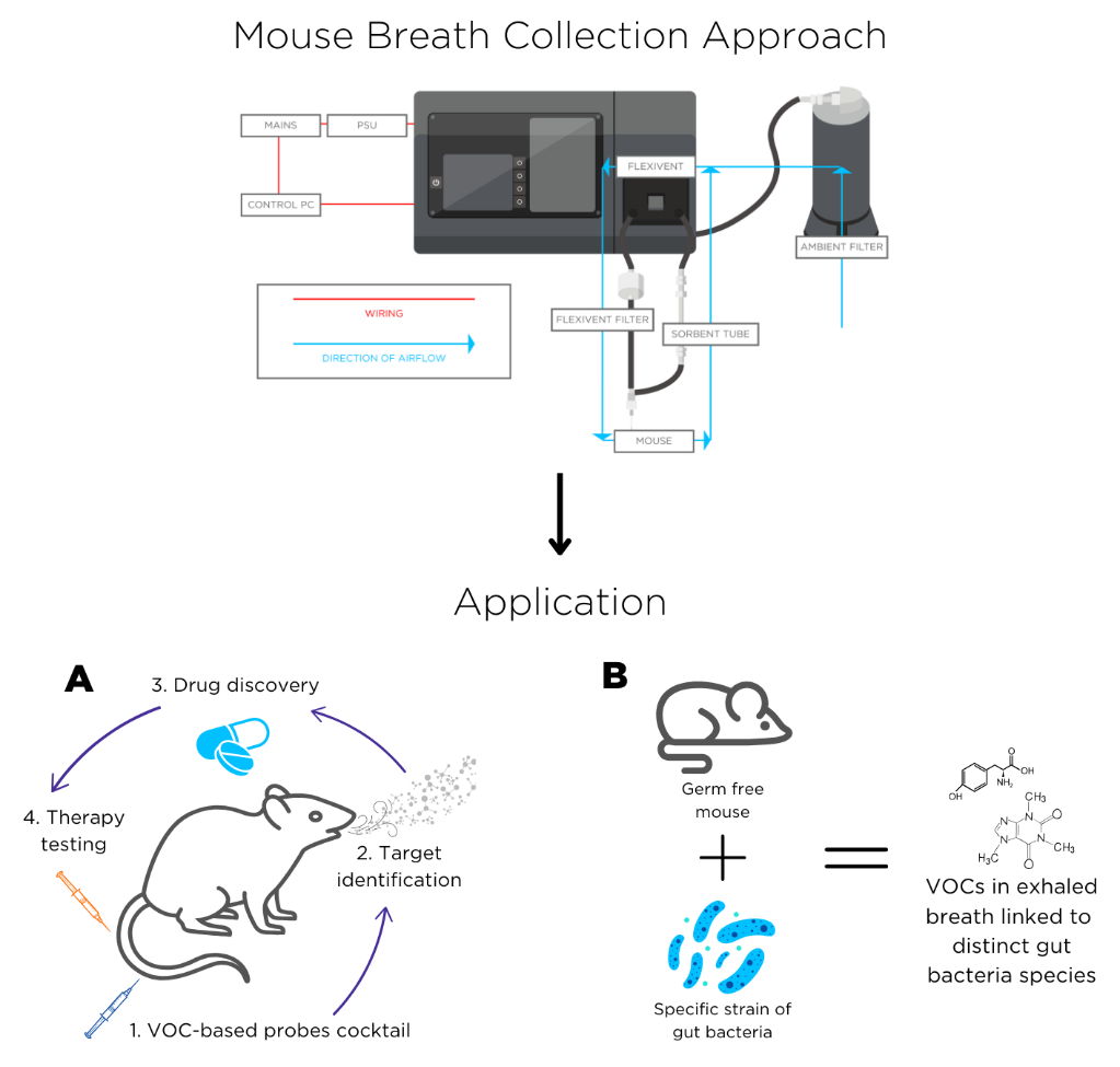 Figure 2 – A schematic detailing an approach to collecting mouse breath, and how this can be applied for a) an EVOC probe approach for drug discovery and b) using germ-free mice to identify specific VOCs produced by strains of gut bacteria (8).