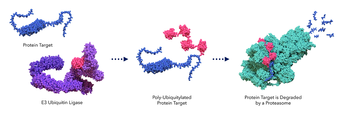 Mechanism of Targeted Protein Degradation (TPD): A small molecule brings the E3 ubiquitin ligase (purple) into proximity with a disease-associated protein target (blue), leading to poly-ubiquitylation (pink) and subsequent degradation by the proteasome (green). This process enables selective removal of pathogenic proteins.