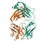 Crystal structure of a modified version of adalimumab Fab fragments