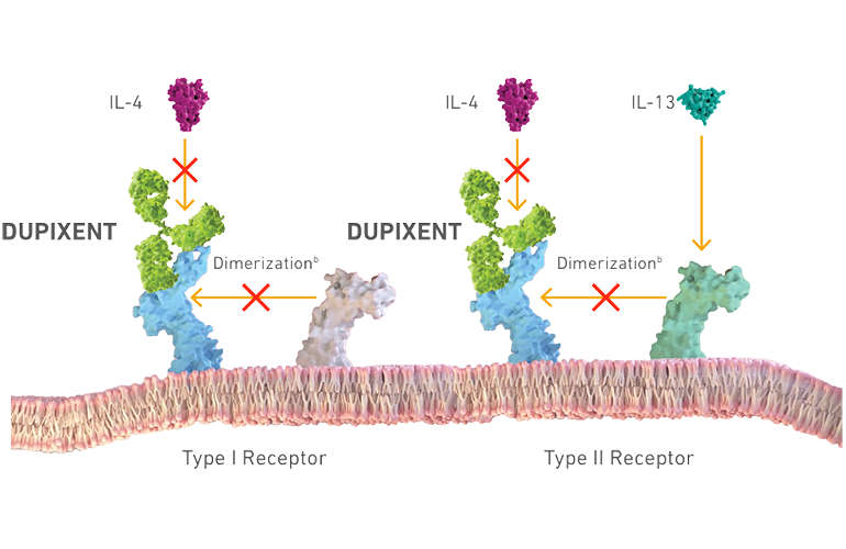 Mechanism of action (MOA) diagram for Dupixent (dupilumab), showing its inhibition of IL-4 and IL-13 signaling pathways.