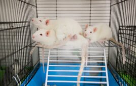NIH announces end to funding for animal-only studies