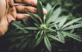 In door grow hemp. Cannabis at the beginning of flowering. Legal Marijuana cultivation in the home. Green background of leaves. Young cannabis plant. Medicinal indica with CBD.