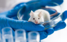 Scientist holding white laboratory mouse (mus musculus) in hands.
