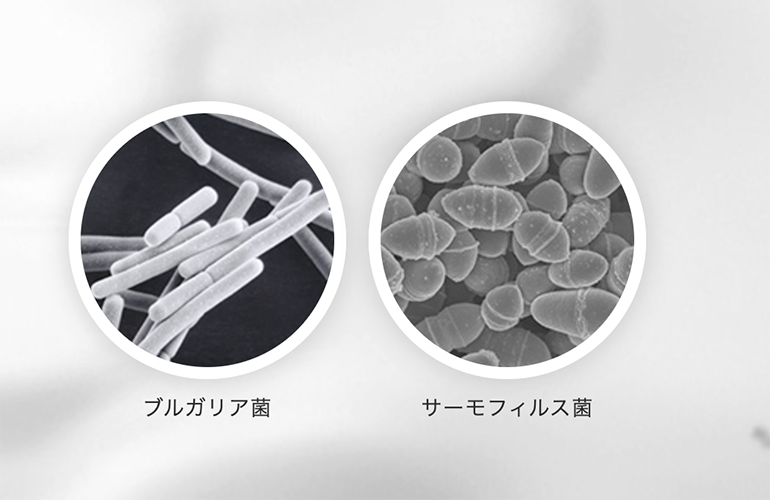 Small study suggests probiotic yogurt strain may boost immunotherapy response in lung cancer