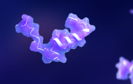 Metabolic stability: The defining challenge for multifunctional peptides