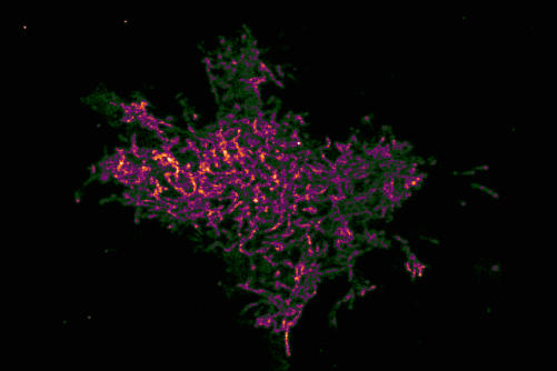 New Cell Imaging Method (FINICI) Reveals Hidden Enzyme Activity