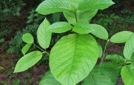 DEA targets synthetic kratom-related products mitragynine pseudoindoxyl, MGM-15, and MGM-16 for temporary controls in Schedule I