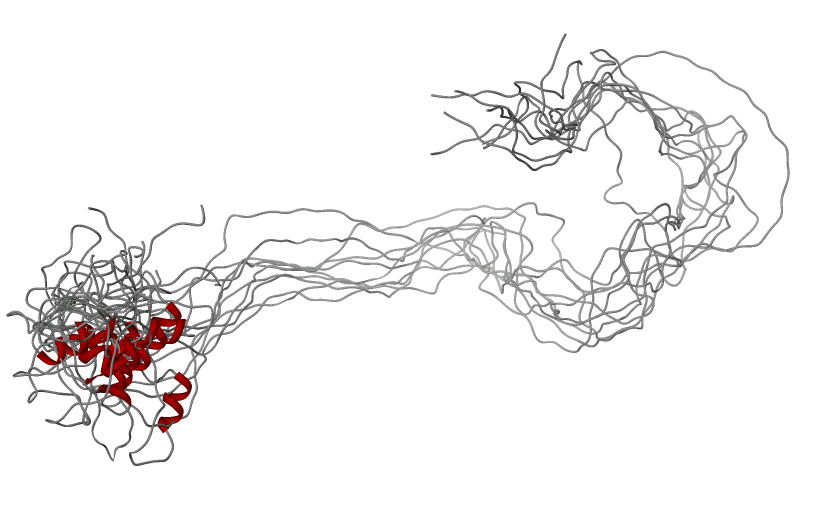 Many proteins have no single fixed shape. These overlaid models of amelogenin, a tooth-enamel protein, show a compact folded region (red helices) trailing long, floppy strands that never settle into one form.